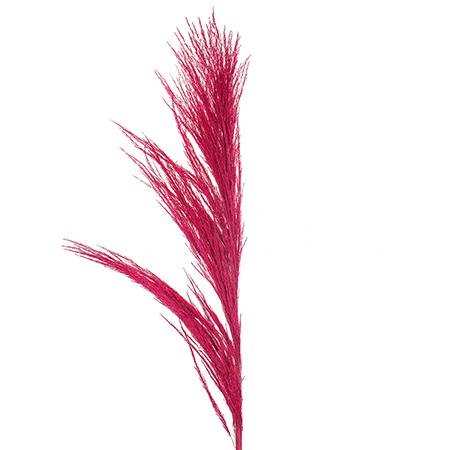 Кортадерия краш. сух малиновая в Москве