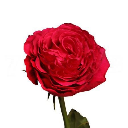 Роза однг хот спот в Москве