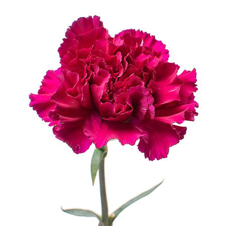 Гвоздика голем в Санкт-Петербурге