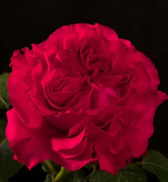 Роза гр майрас роуз брайт