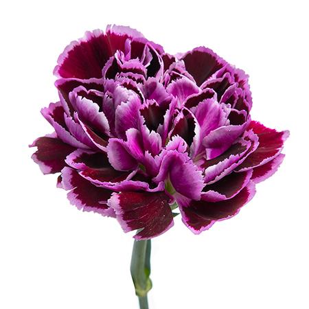 Гвоздика ноббио филигран в Новосибирске