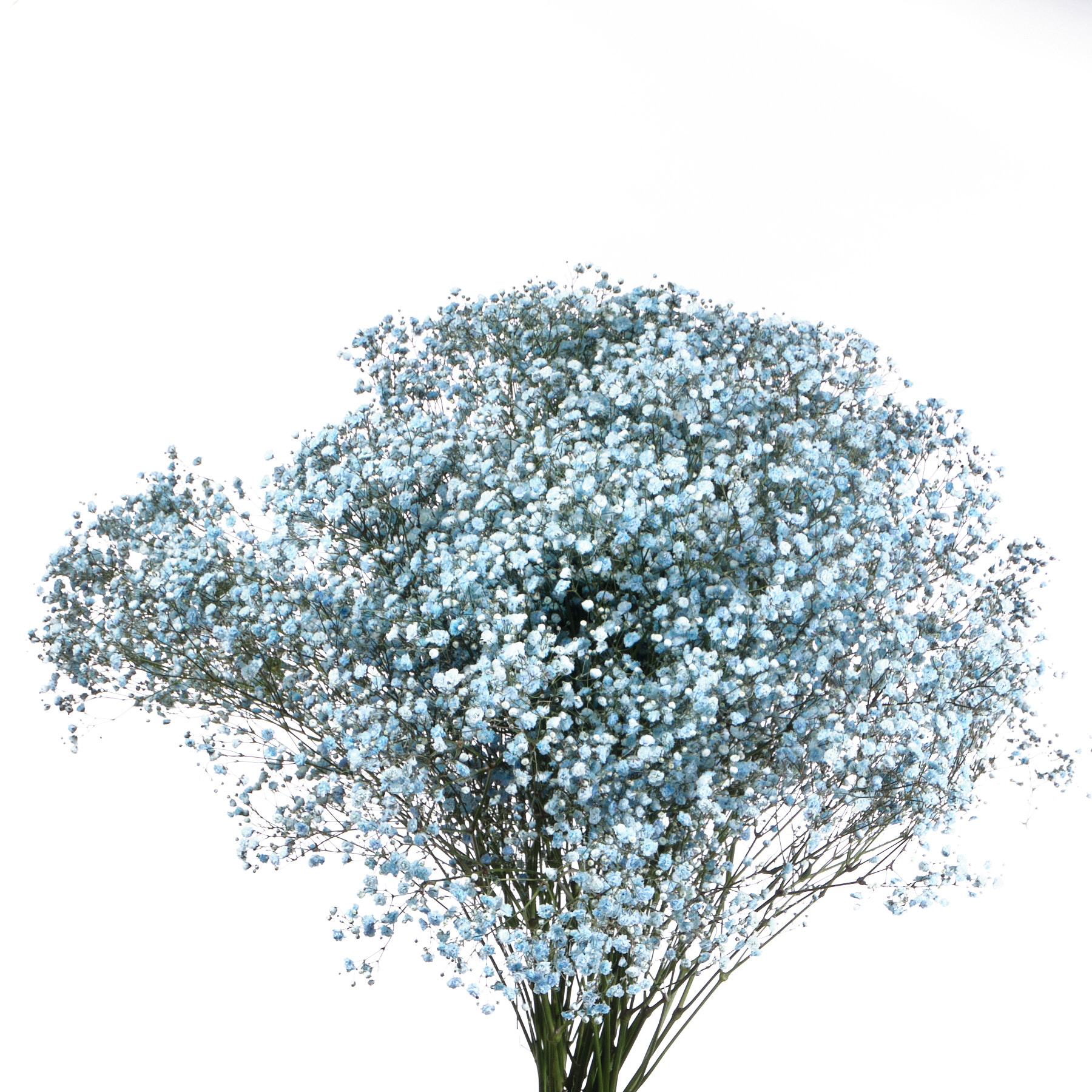 Гипсофила тинтед лайт блу в Новосибирске