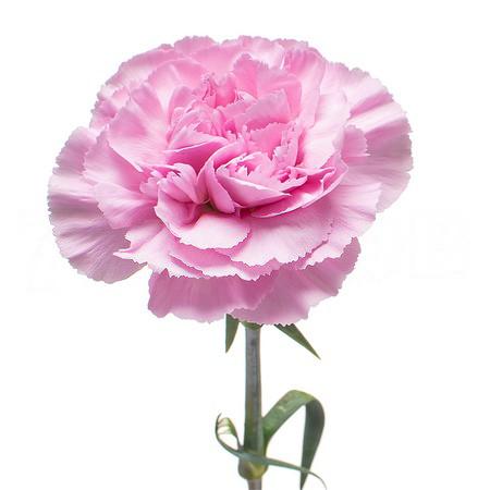 Гвоздика клеавотер в Новосибирске