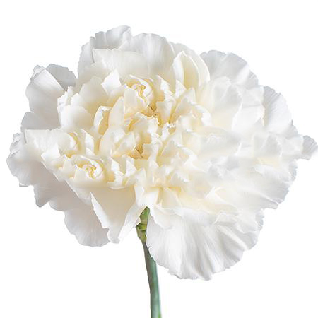 Гвоздика полар рут в Новосибирске