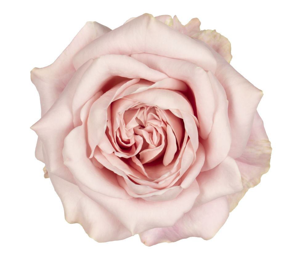 Роза однг свит фо лав в Новосибирске