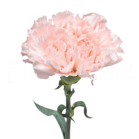 Гвоздика ханои в Новосибирске