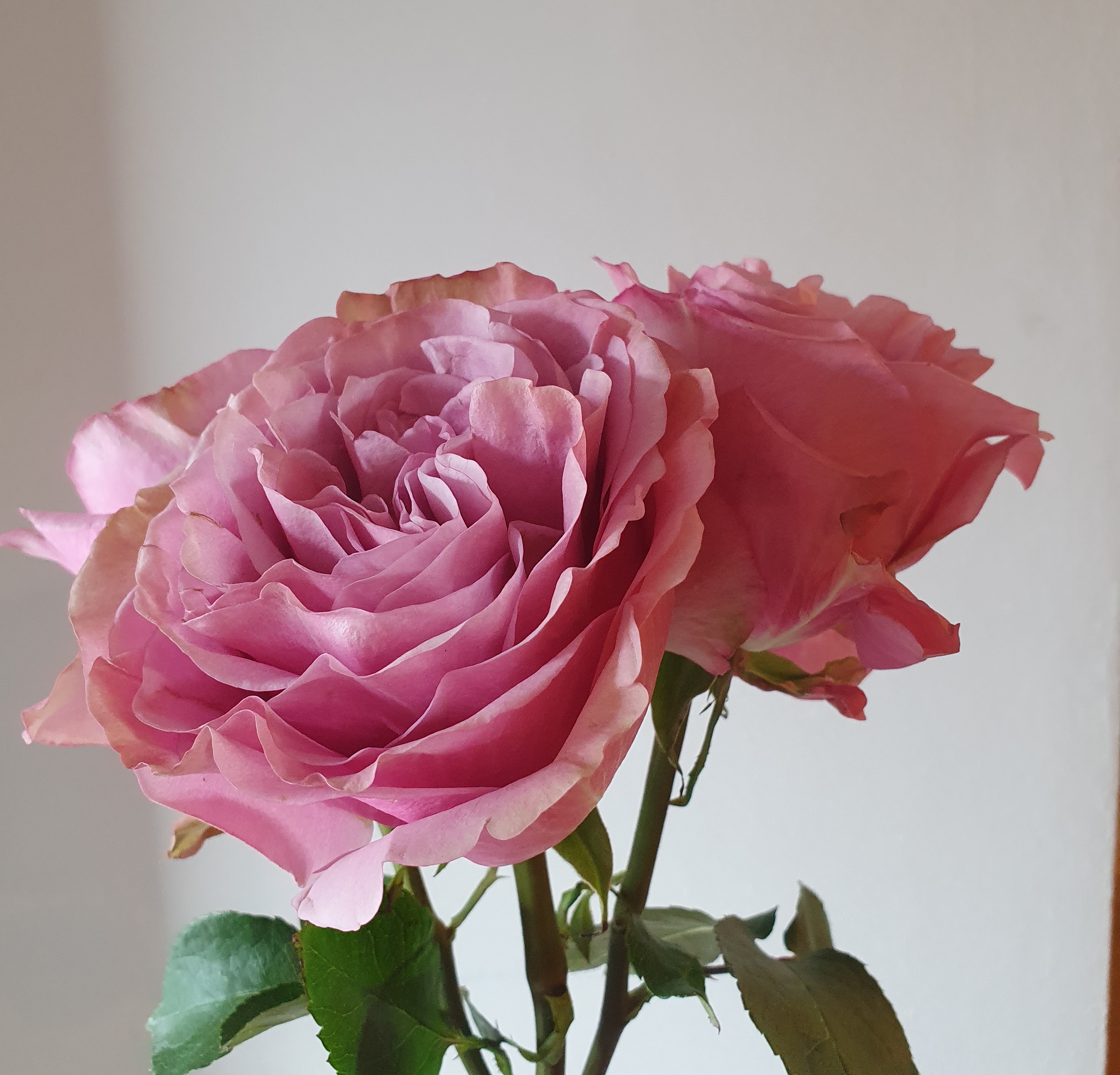 Роза однг куинс краун в Новосибирске