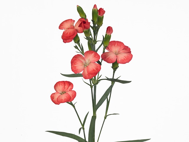 Гвоздика куст соломио клиф в Санкт-Петербурге