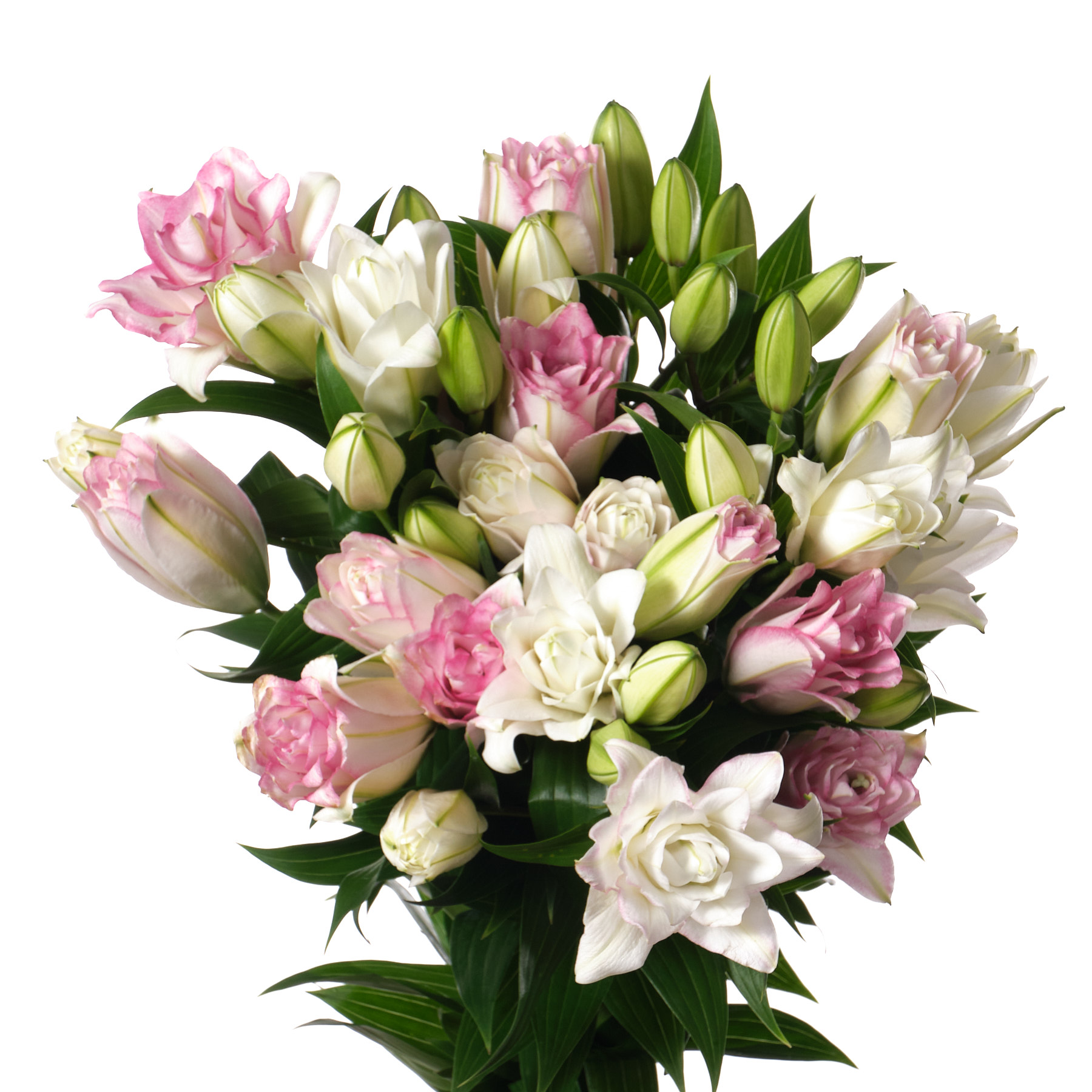 Лилия ор роузлили анушка в Новосибирске