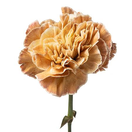 Гвоздика тинтед асуна в Новосибирске