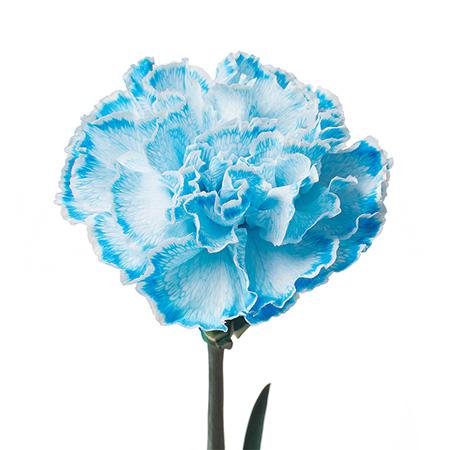 Гвоздика тинтед рэм в Новосибирске