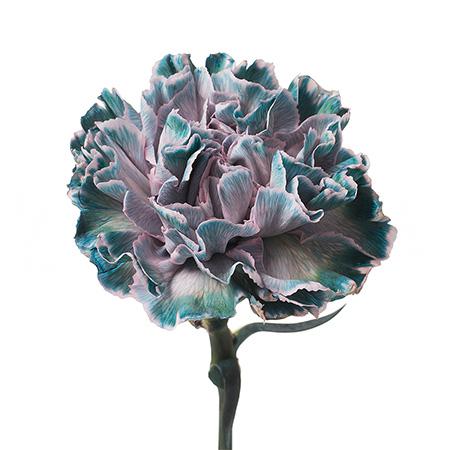 Гвоздика тинтед руно в Новосибирске