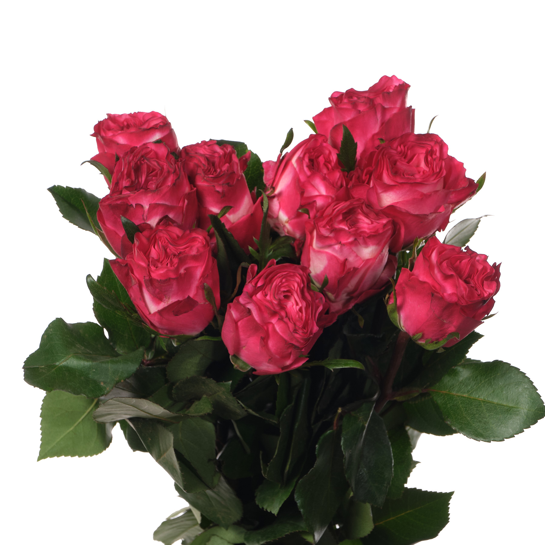 Роза однг энтчантмент в Новосибирске