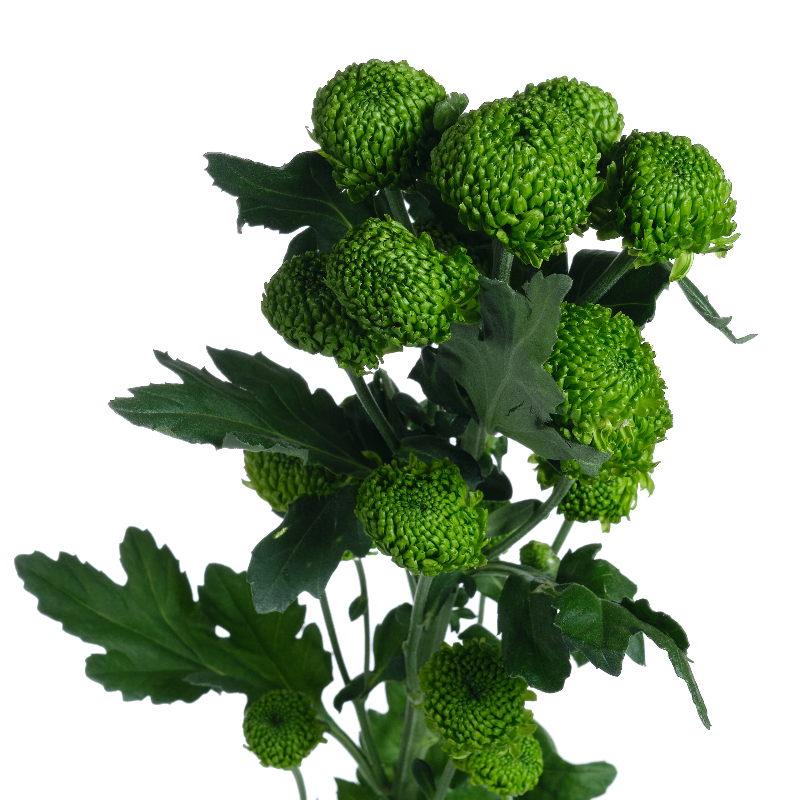 Хризантема куст делигрин в Новосибирске