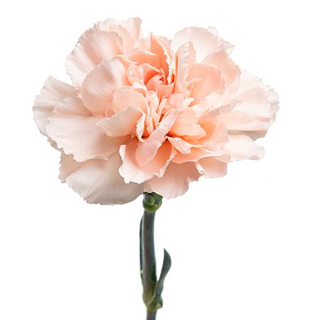 Гвоздика новия в Санкт-Петербурге