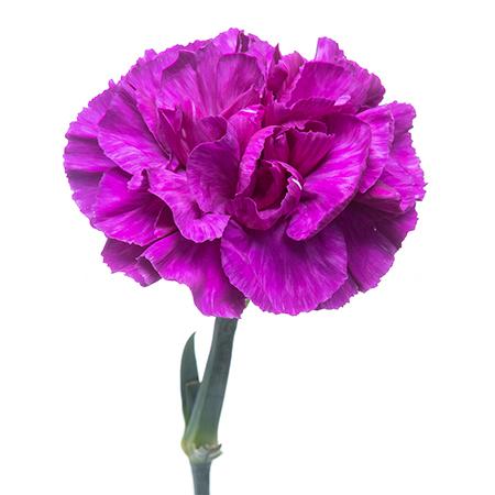 Гвоздика мун шейд в Санкт-Петербурге