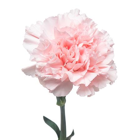 Гвоздика донсел в Новосибирске