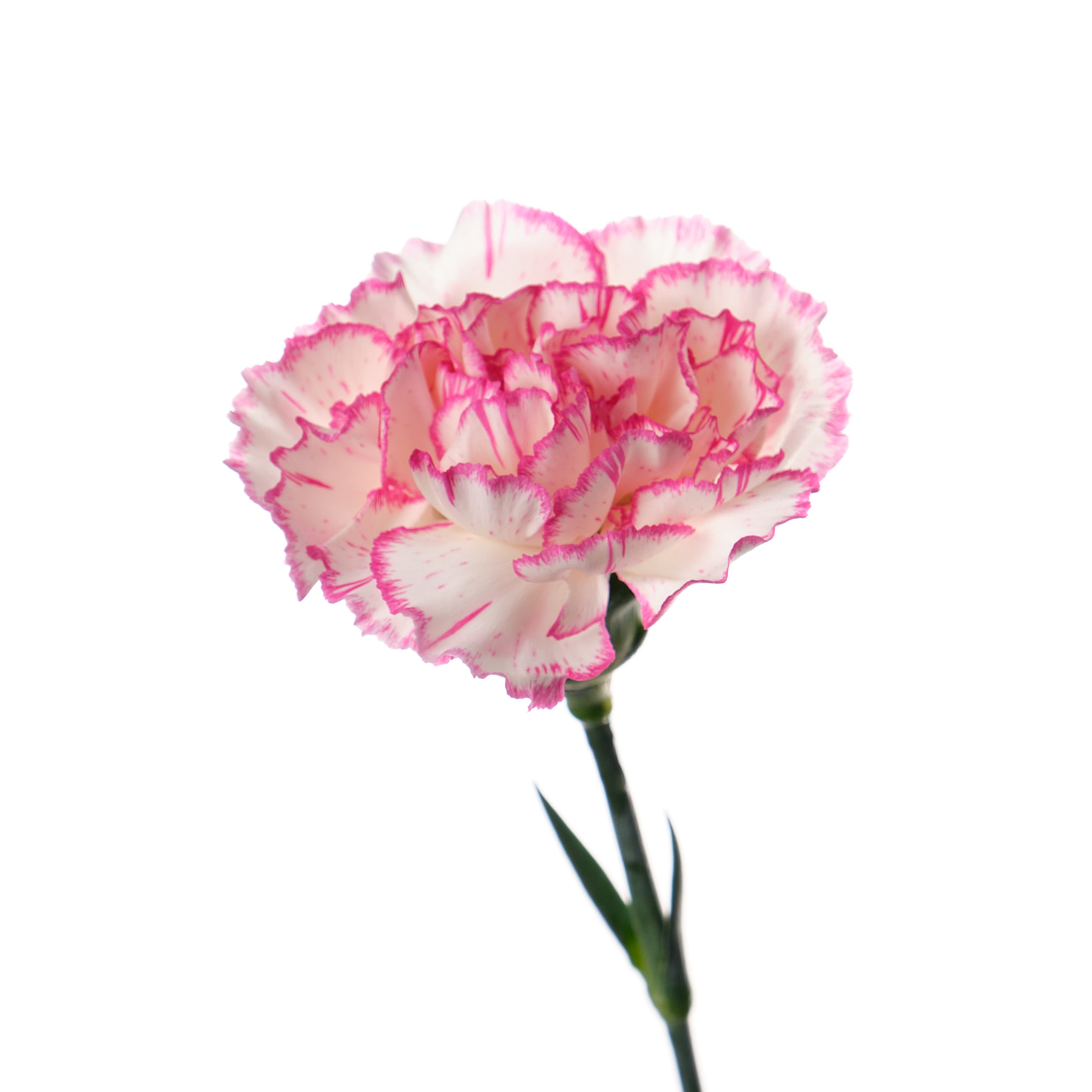 Гвоздика сонэтина в Москве