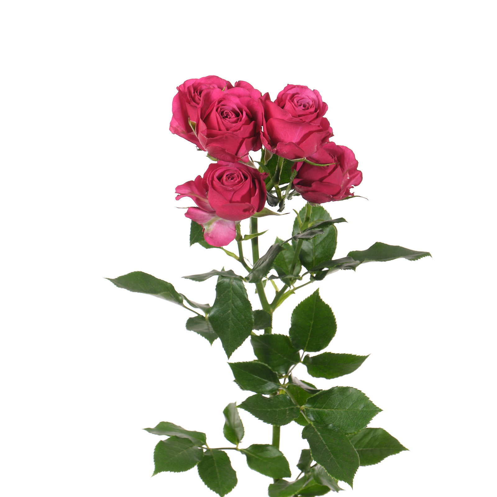 Роза куст шайенн в Новосибирске