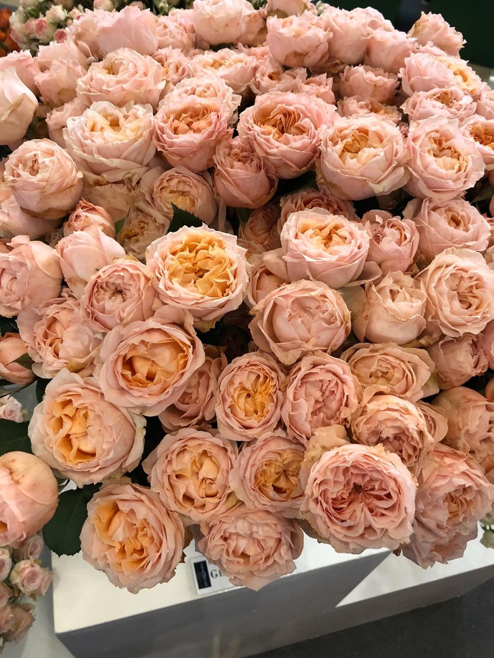 Роза куст георгиан пич в Новосибирске