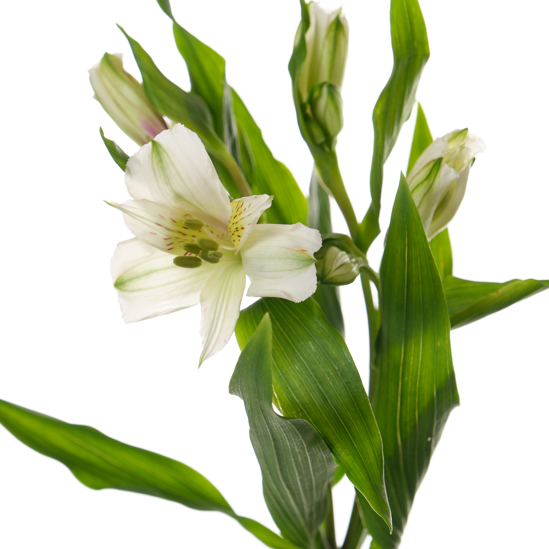 Альстромерия перфекшн аваланж в Санкт-Петербурге