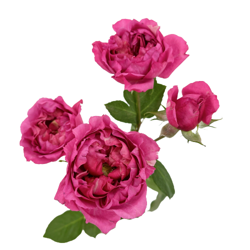 Роза куст джульетта серайз в Новосибирске