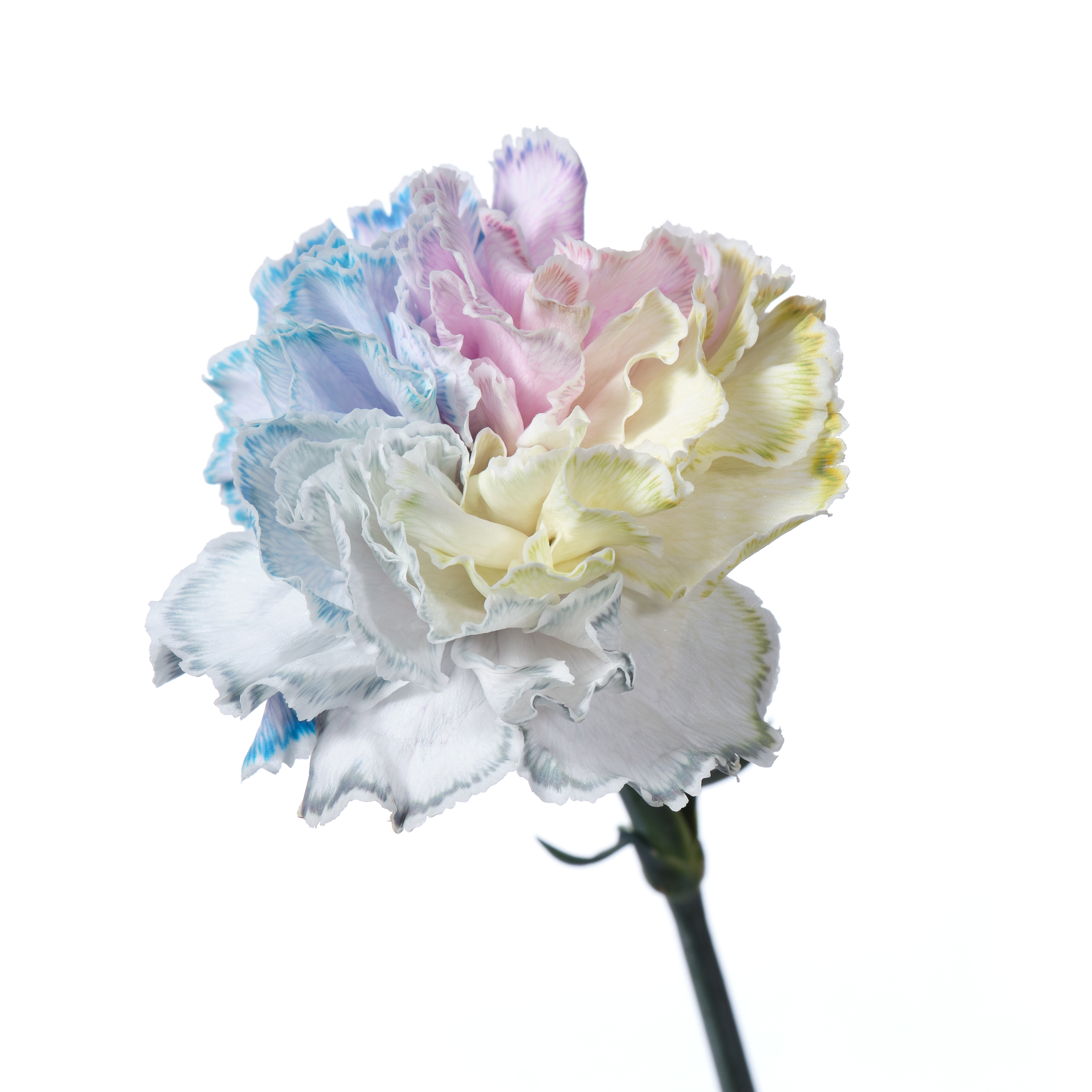 Гвоздика тинтед коттон кэнди в Санкт-Петербурге