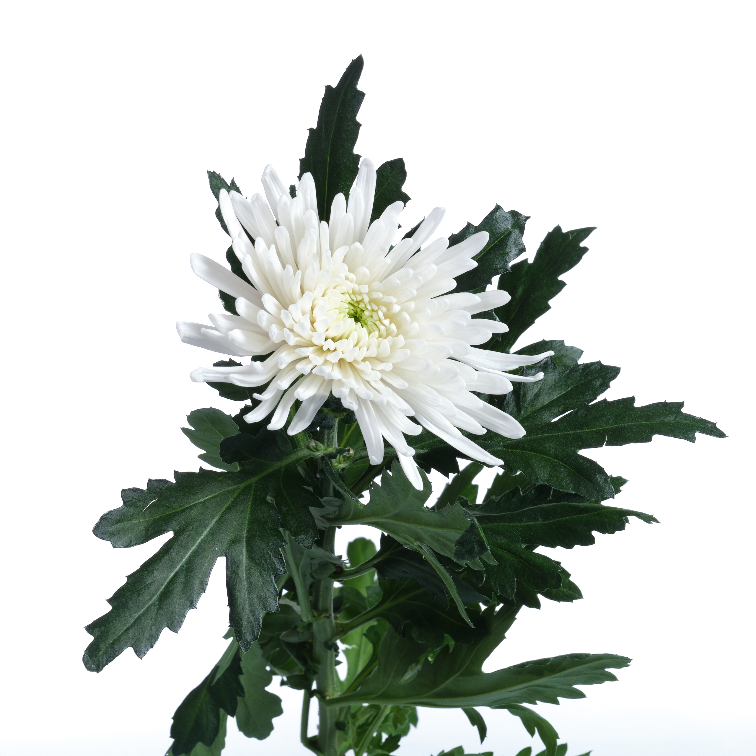 Хризантема однг топспин в Новосибирске