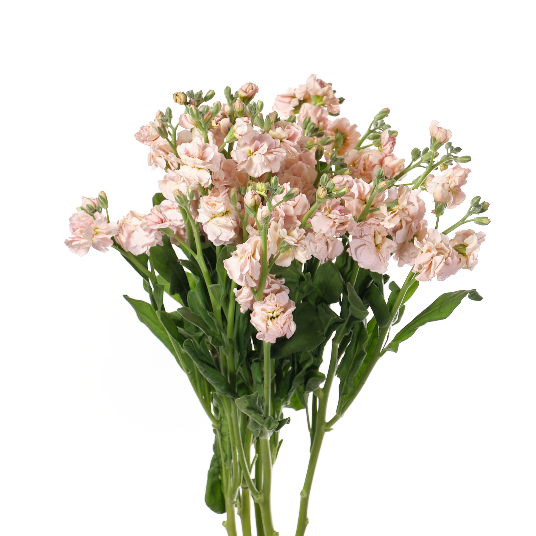 Маттиола куст априкот в Санкт-Петербурге