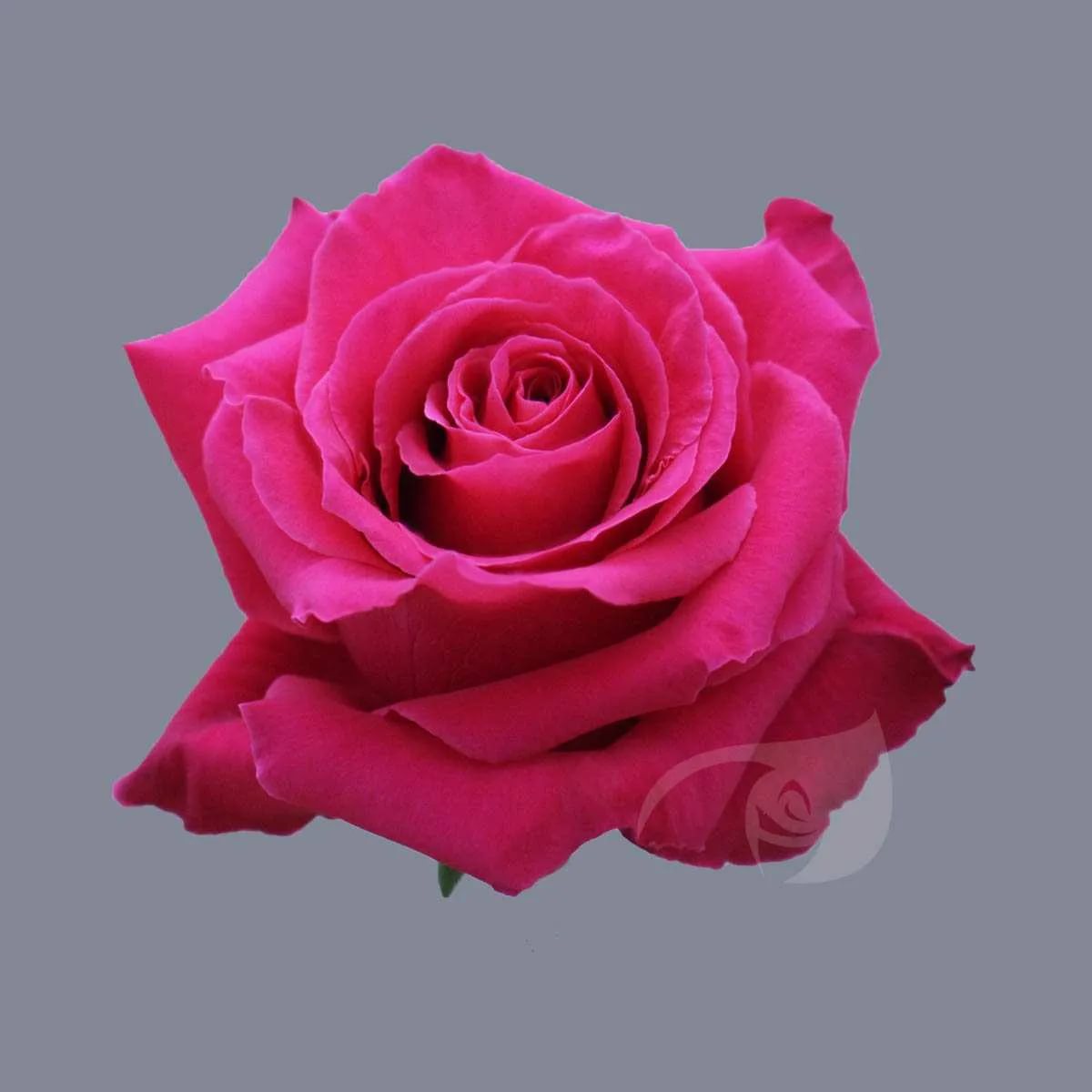 Роза однг фулл монти в Санкт-Петербурге