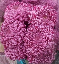 Хризантема гп бигуди розовая