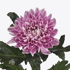 Хризантема гп кремон андреa темно-розовая