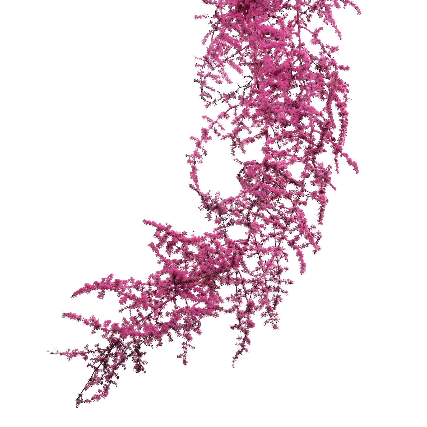 Листья Аспарагус сельватик краш. светло-розовый заснеженный