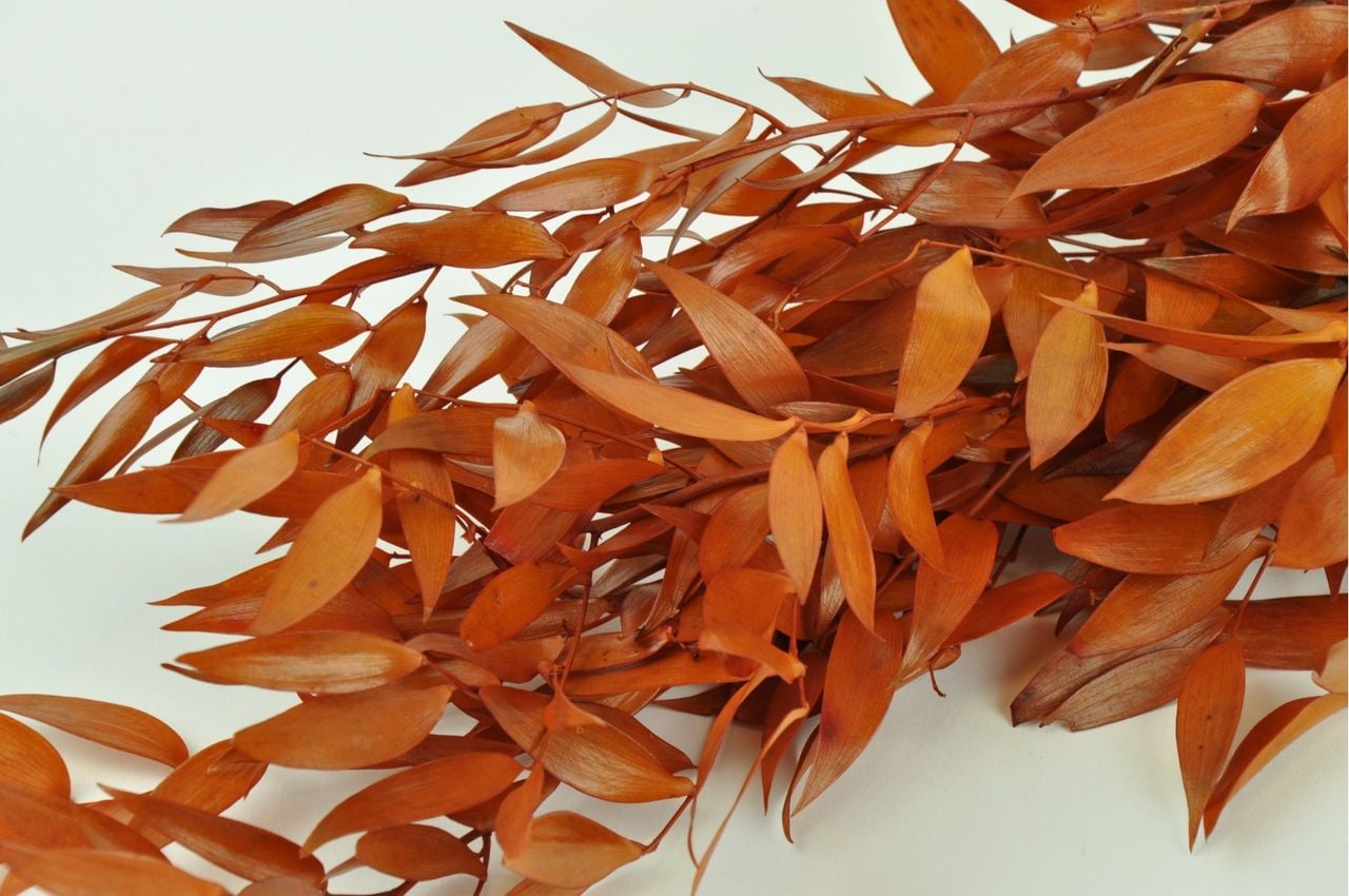 Листья Рускус стабилизированный краш. оранжевый