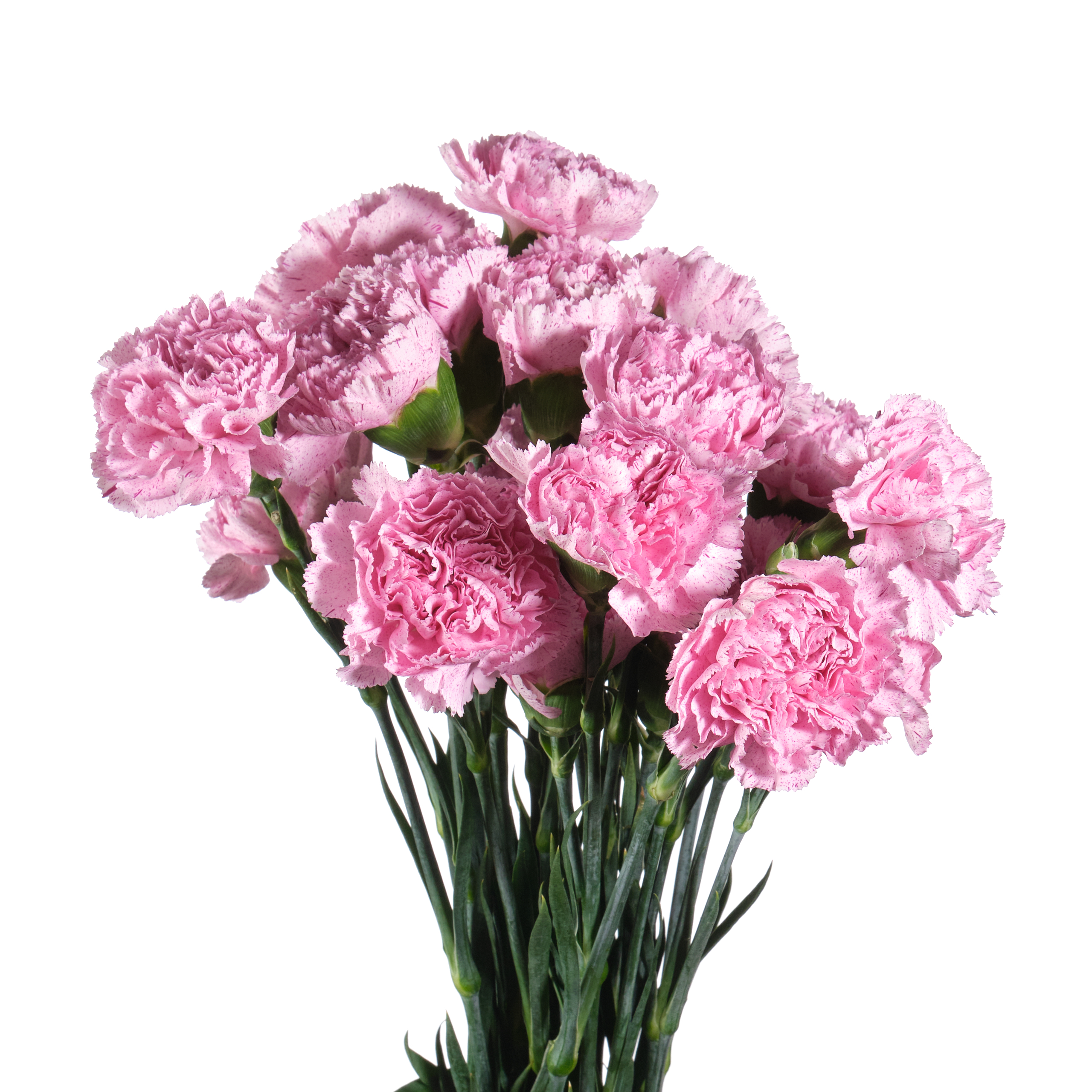 Гвоздика лавендер пиксель в Новосибирске