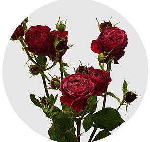 Роза куст ред трендсеттер в Новосибирске