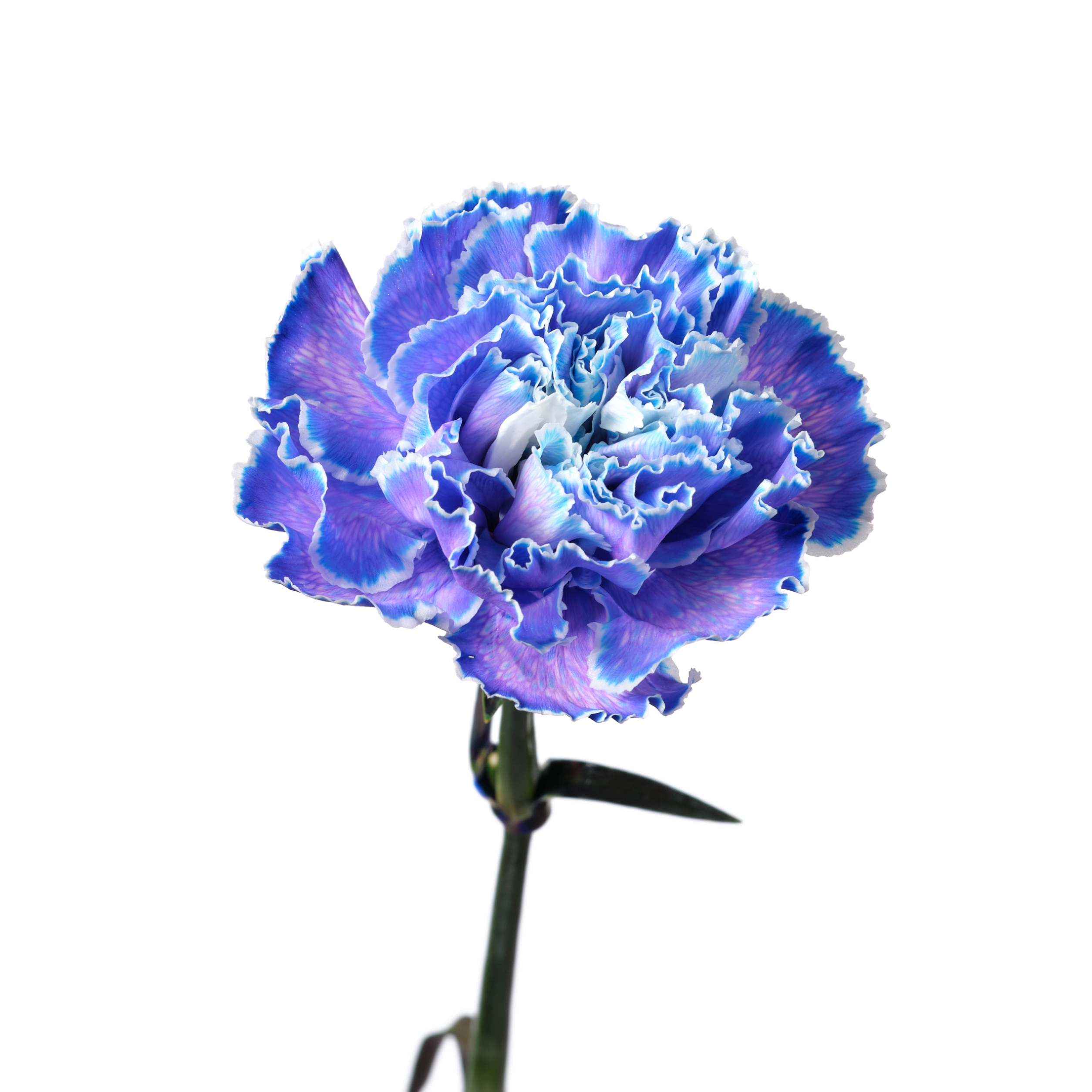 Гвоздика тинтед виолет фэнтази в Новосибирске