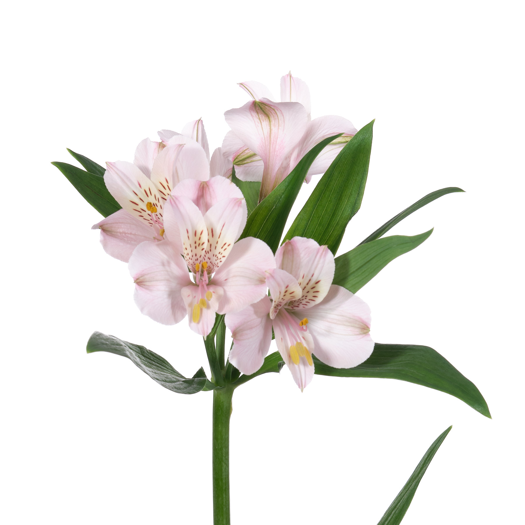 Альстромерия баттер плюс фифи в Санкт-Петербурге