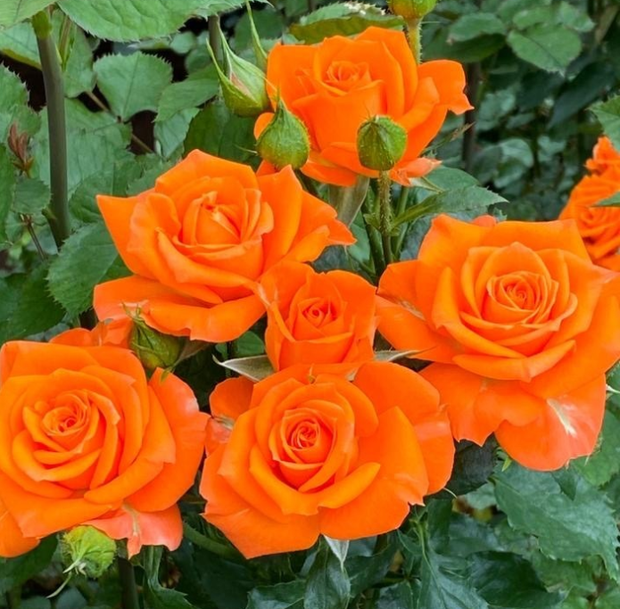 Роза куст феллини в Москве