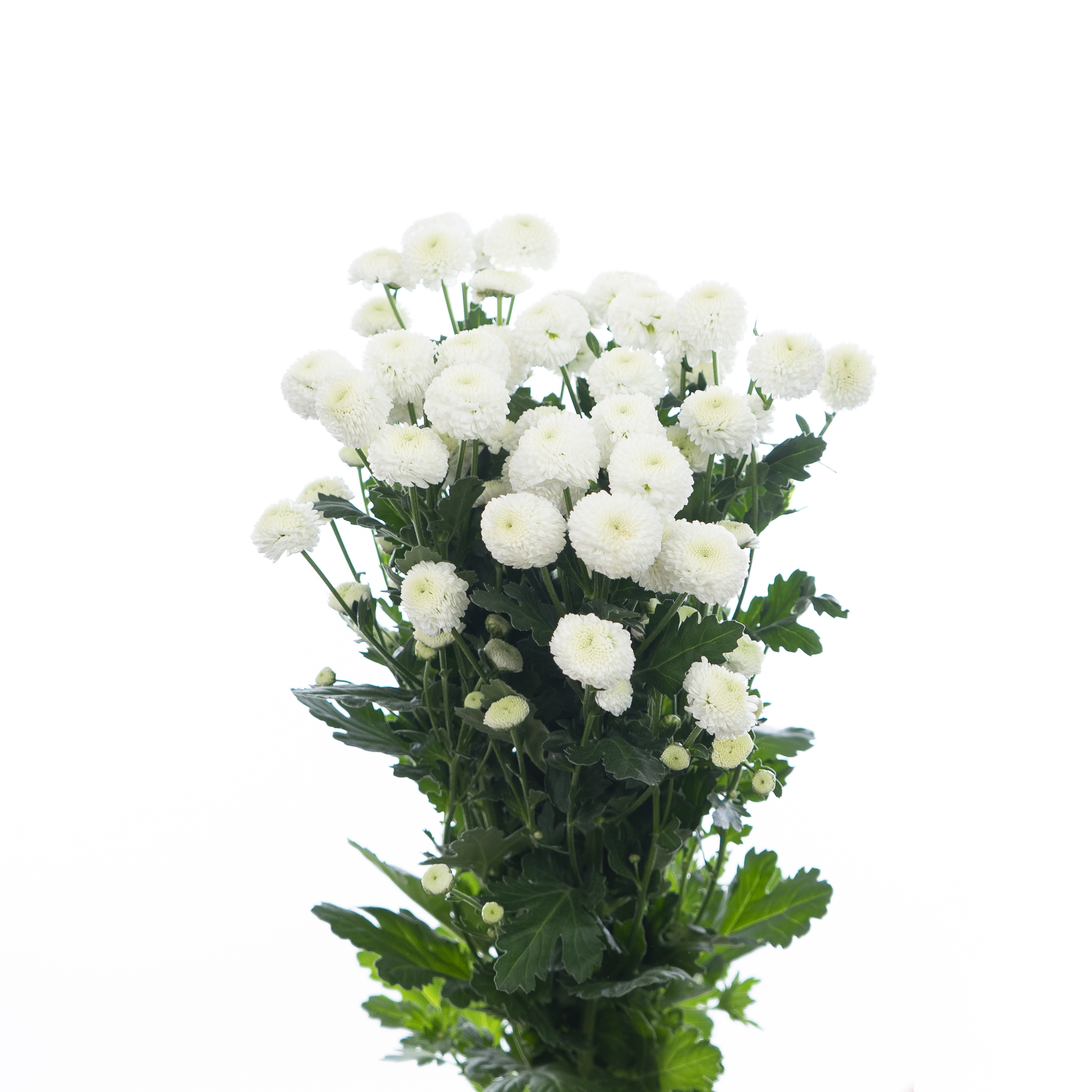 Хризантема куст ньютон в Санкт-Петербурге