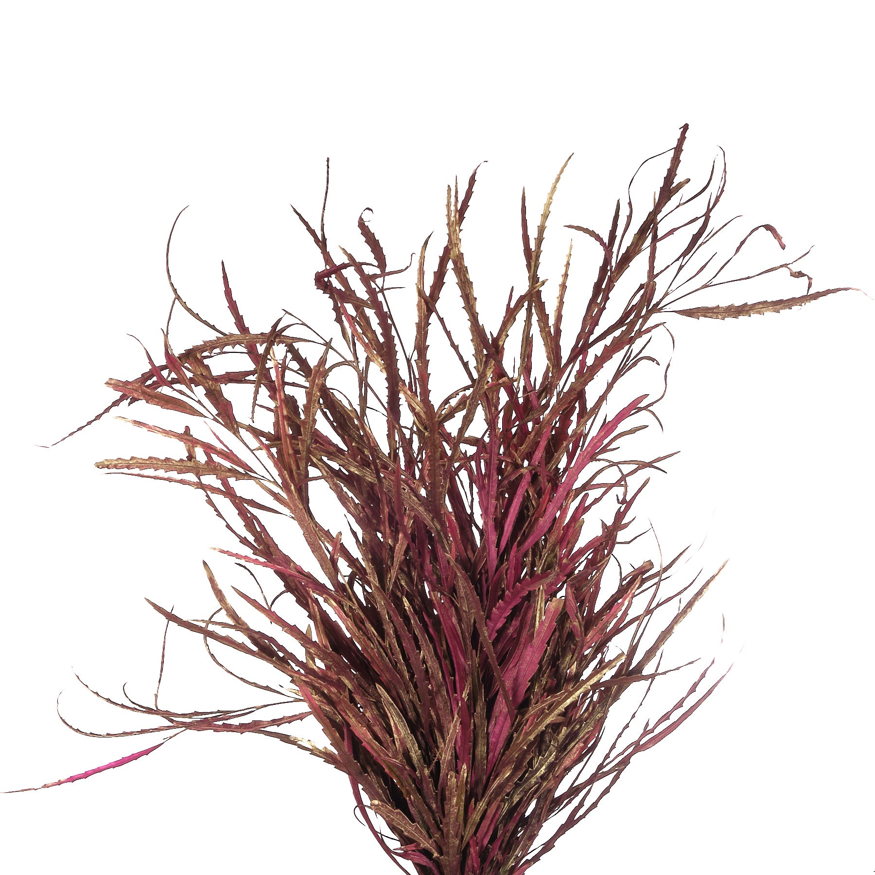 Листья Гривиллея краш. антик пурпурные