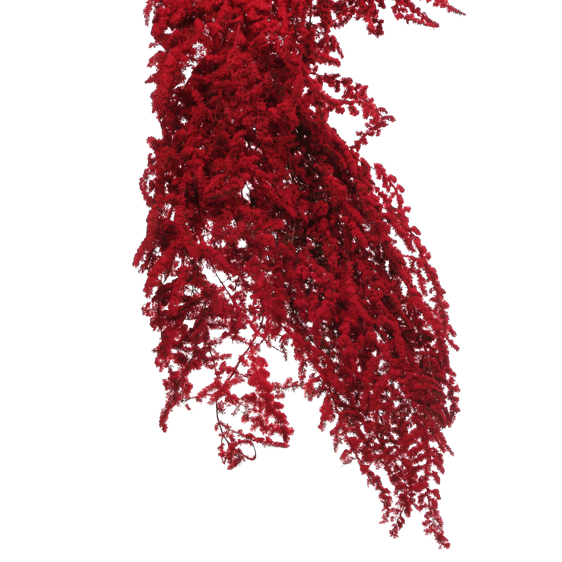 Листья Аспарагус сельватик краш. красный заснеженный