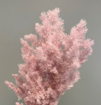 Листья Аспарагус стабилизированный минг серо-розовый