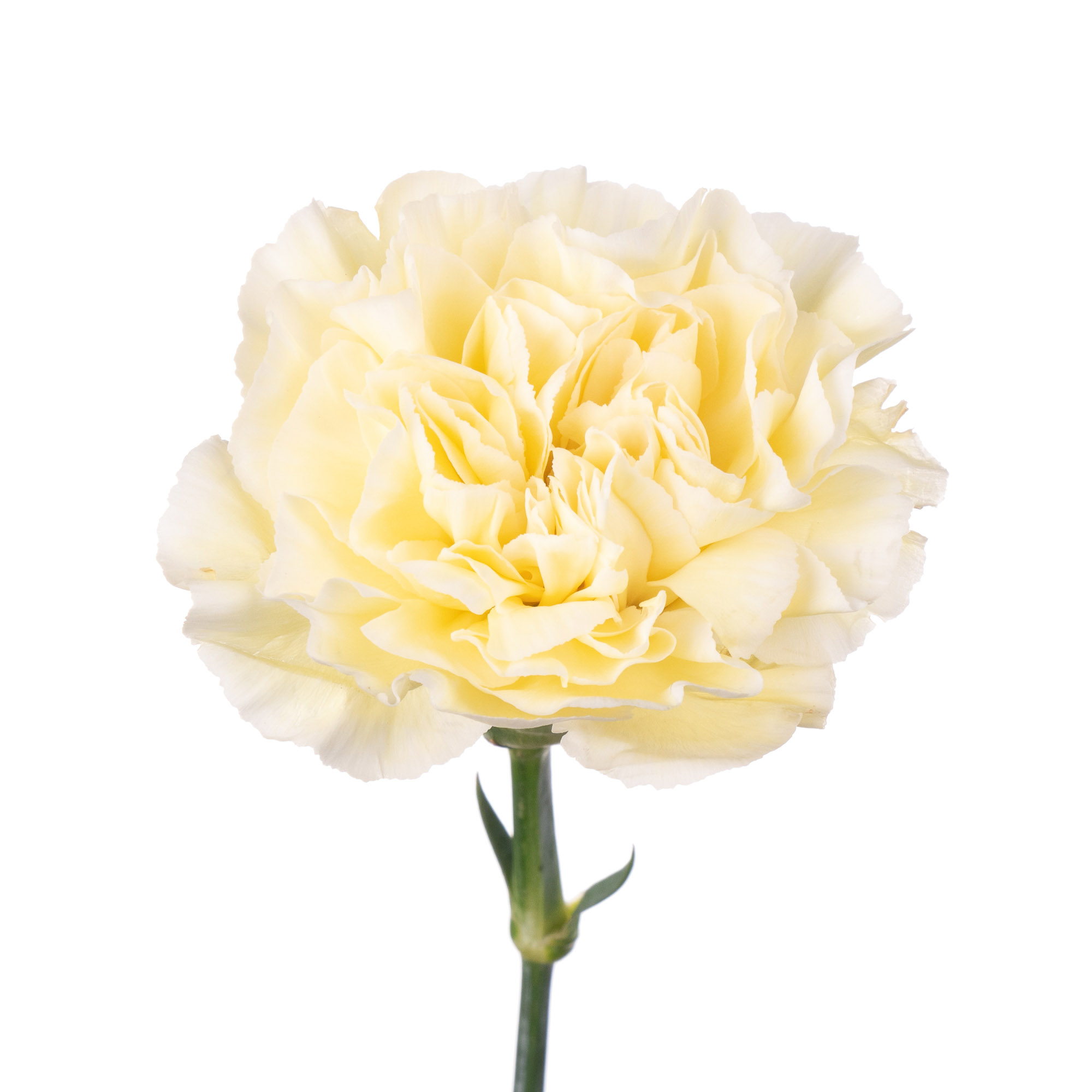 Гвоздика полимния в Новосибирске