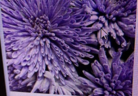 Хризантема гп анастасия лиловая заснеженная