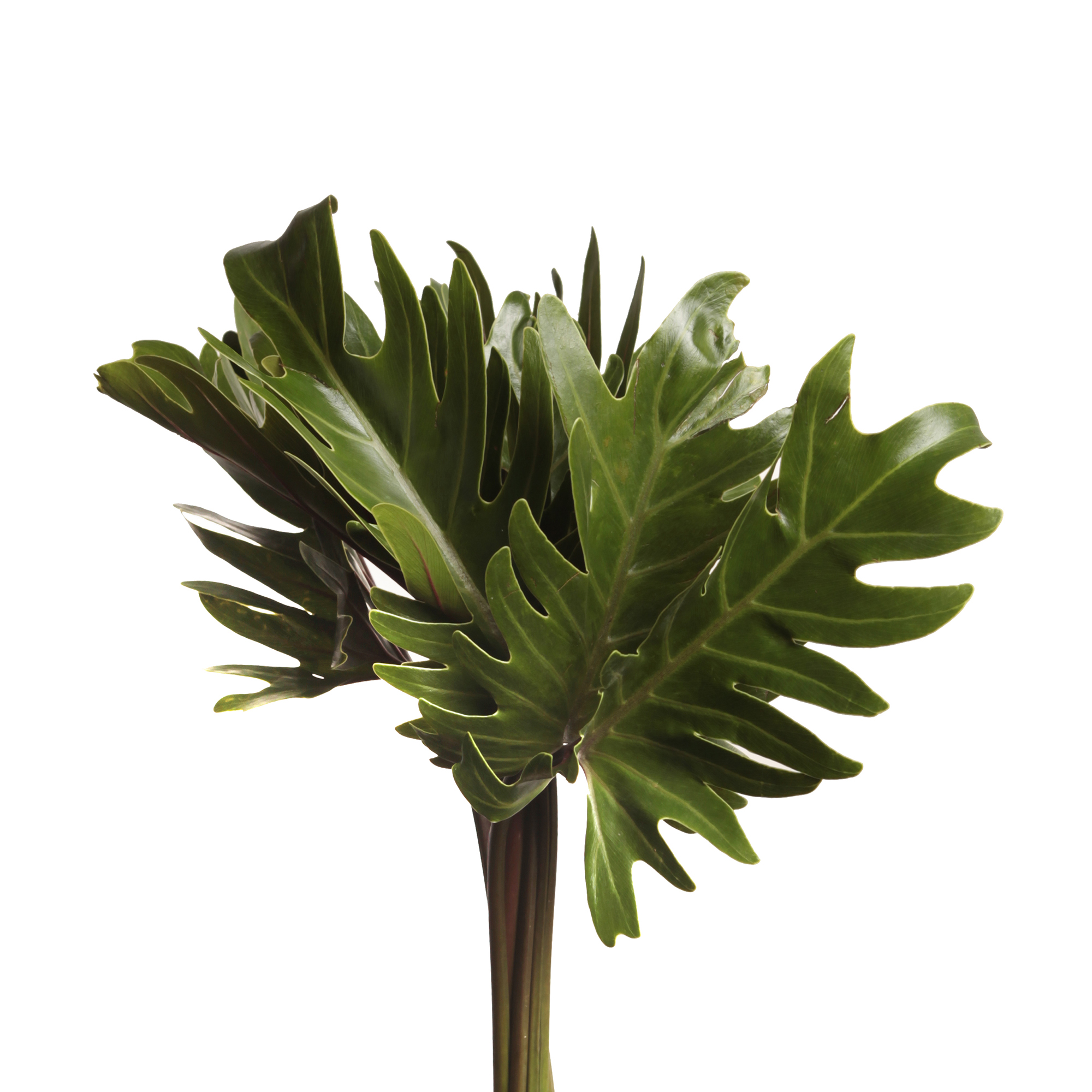Листья Филодендрон ксанаду (эквадор)
