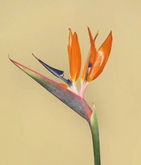 Срезанные цветы в магазине 7ЦВЕТОВ