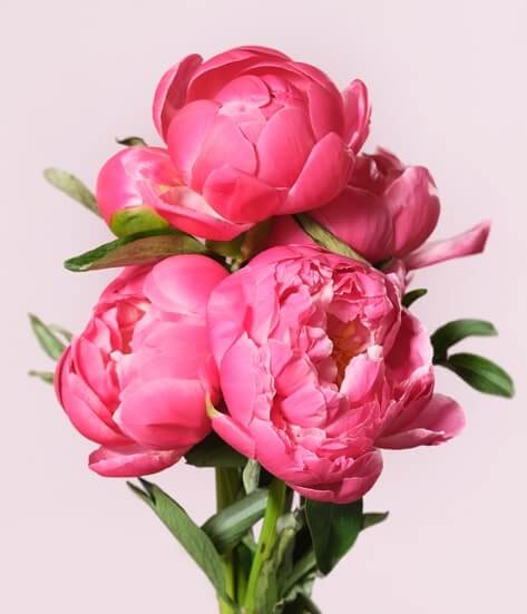 Сайт 7 цветов москва цветочный магазин в воскресенске