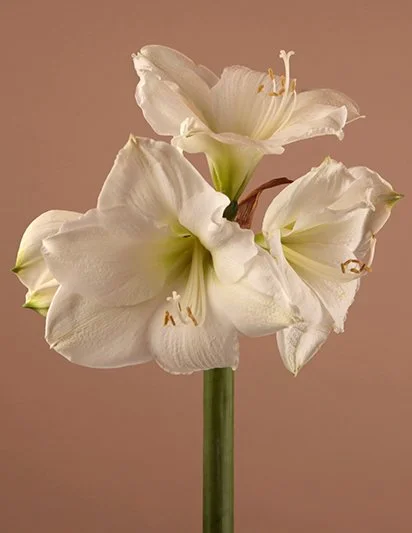 Гиппеаструм