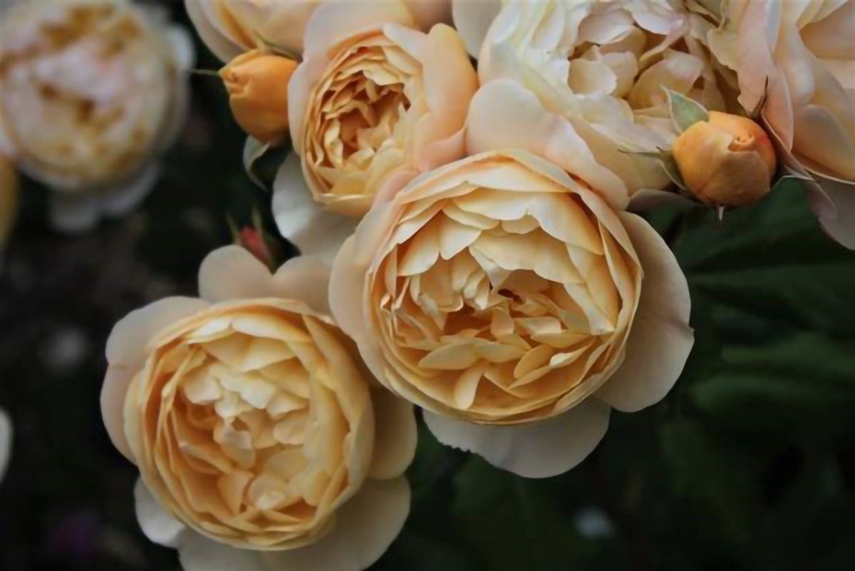 ПРЕДЛОЖЕНИЕ «7ЦВЕТОВ»: Розы премиум, 30 литров